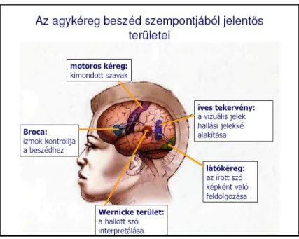 2. ábra. Az agykéreg beszédfeldolgozáshoz szükséges területei 