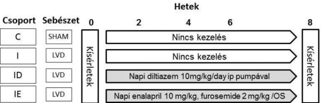 4. ábra. Protokollcsoportok bal szív fél elégtelenség pulmonális következményeinek kivédésére