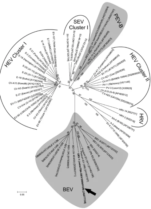 26. ábra. A humán (HEV), simian (SEV), bovine (BEV), porcine (PEV-B) entero-, és humán  rhinovírusok (HRV) 5’UTR (nem kódoló) régióinak filogenetikai elemzése (Neighbor-Joining  módszer,  Jukes-Cantor  model,  MEGA  5;  N=1000  ismétlés)
