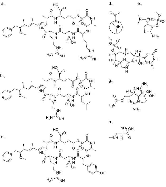 3. ábra. A leggyakoribb cianobakteriális toxinok (a: MC-LR, b: MC-RR, c: MC-YR, d: anatoxin-a, e: anatoxin- anatoxin-a(s), f: cilindrospermopszin, g: szaxitoxin, h: BMAA)
