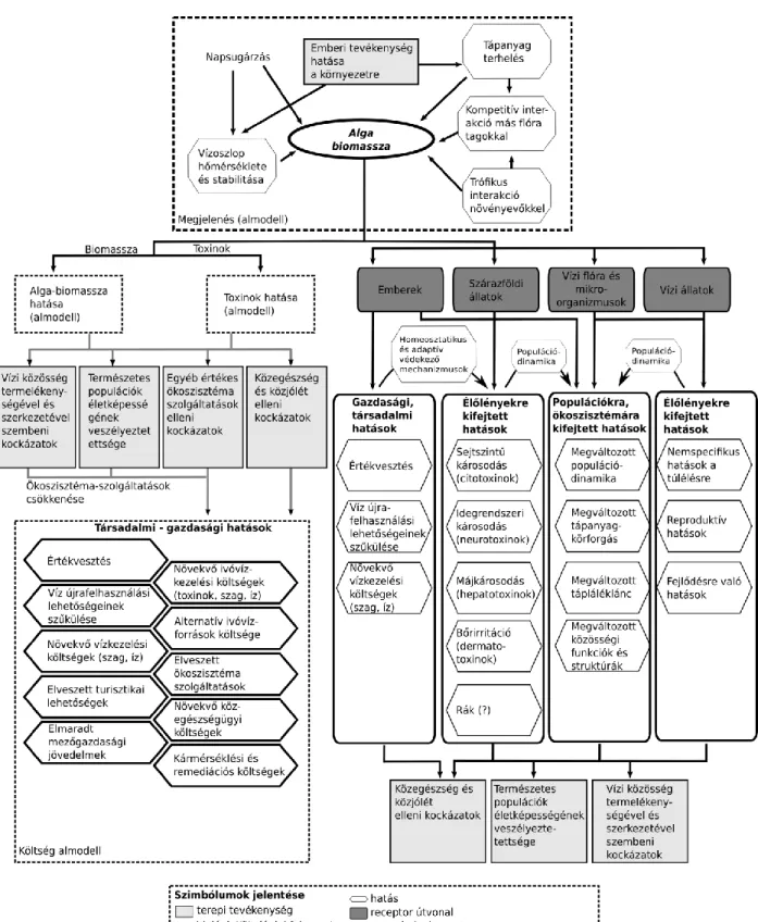 4. ábra. Mérgező algavirágzások komplex hatása az élővilágra és a társadalomra. 