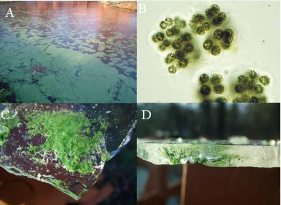 4. ábra. A Hármashegyi tóban (47º33´N, 21°50´E) 2005 telén megjelenő  Microcystis viridis  algavirágzás  (A)