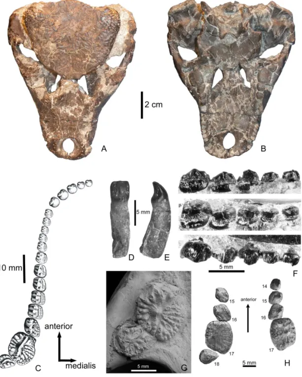 4. ábra. Iharkutosuchus  makadii  a  felső-kréta  Csehbányai  Formációból  (Iharkút,  Bakony)