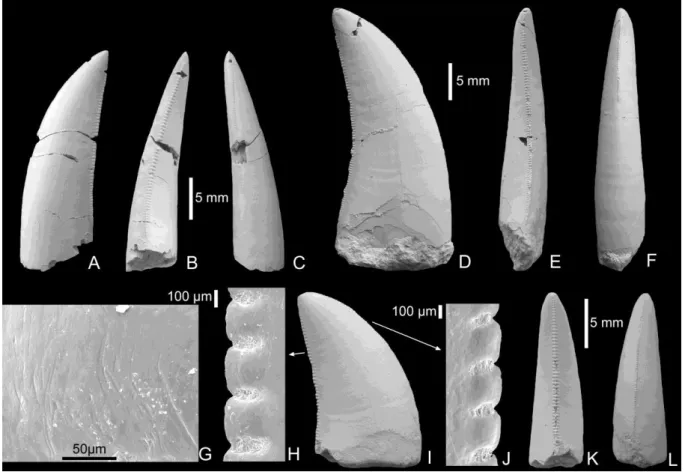 9. ábra.  Tetanurae  Theropoda  fogak  a  felső-kréta  Csehbányai  Formációból  (Iharkút,  Bakony)  (Ősi et al