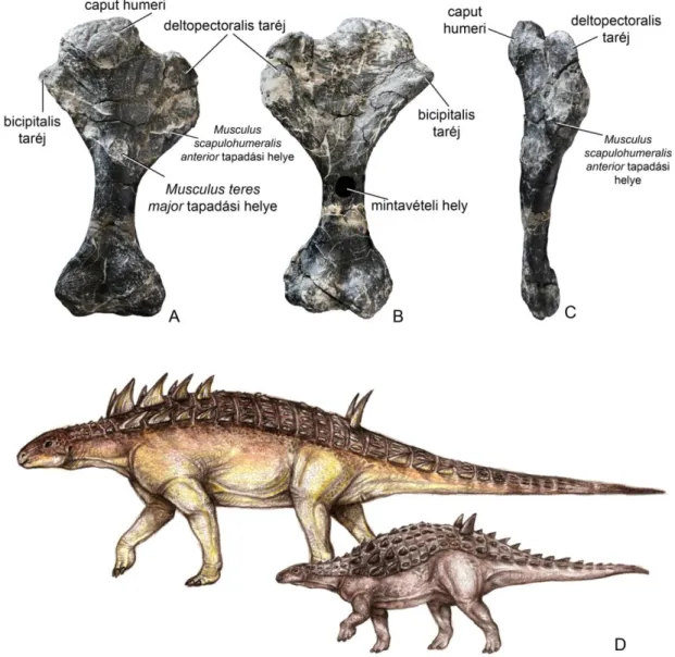 20. ábra.  Cf.  Struthiosaurus  sp.  felkarcsont  (MTM  PAL  2012.30.1)  a  felső-kréta  Csehbányai  Formációból (Iharkút, Bakony)