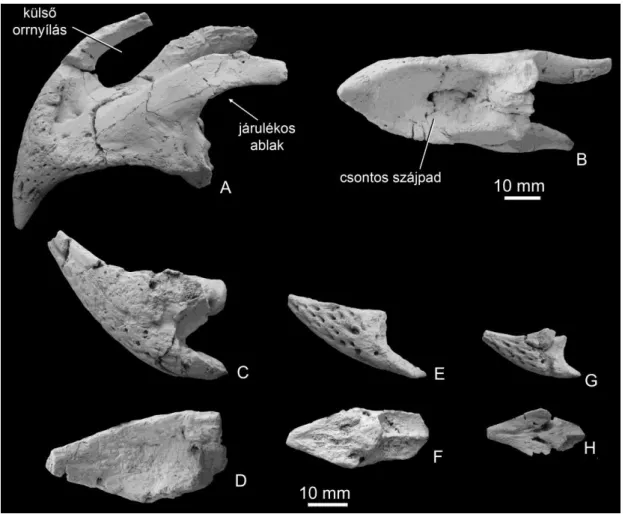 24. ábra. Az Ajkaceratops kozmai megőrződött csontjai a felső-kréta Csehbányai Formációból  (Iharkút,  Bakony)  (Ősi  et  al
