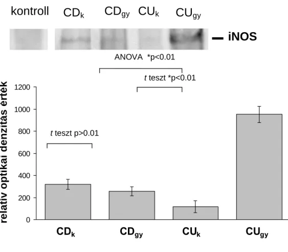 6. Ábra IBD-s colon mucosa biopszia homogenizátum immunoblot anti iNOS-sal. // Az egyes sávok a kontroll,  valamint UC-ben és CD-ben  szenvedő páciensek intakt (nem gyulladt, u alsó index), és  gyulladt (i alsó index)  colon  szakaszaiból  származó  5-6  b