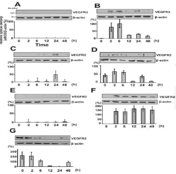 18. ábra  Az infliximab (anti-TNF-α antitest) kezelés hatása a VEGFR2 protein expressziójára  HUVEC tenyészetben