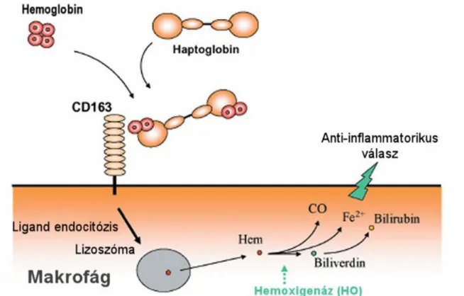21. ábra A haemoglobin haptoglobinhoz való kötődése és a komplexnek a  macrophagok CD163 scavenger receptorán keresztül történő metabolizmusa  (Moestrup SK, Moller HJ
