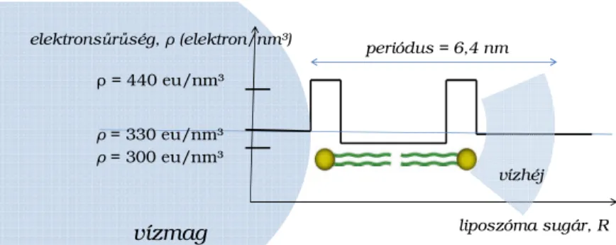 25. ábra A liposzóma rétegrendszerének radiális, lépcsős elektronsűrűség profilja 