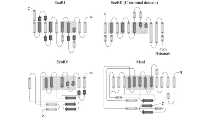 Figure 2. Topologies of the Type II restriction endonucleases EcoRI, EcoRII (catalytic domain), EcoRV and MspI