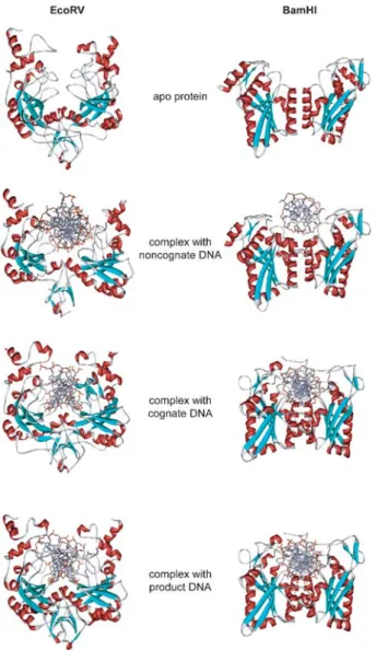 Figure 3. Comparison of the crystal structures of the free enzyme (top),  the  non-specific  complex,  the  enzyme-substrate  and  the  enzyme-product  complex  (bottom)  for  the  Type  II  restriction  endonucleases EcoRV (left) and BamHI (right).
