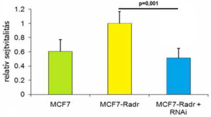 2. ábra. A PSMB7 csendesítésének hatása a sejtek relatív vitalitására gyógyszeres kezelés  mellett a kezeletlen vonalakhoz viszonyítva doxorubicin kezelés során