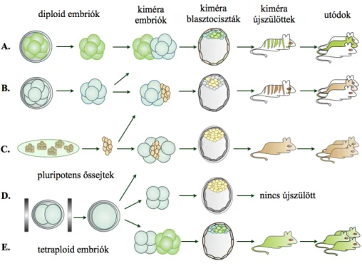 2. ábra: Egér kiméra embriók előállításának lehetőségei.