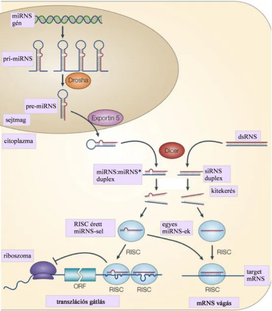 6. ábra: miRNS biogenezis