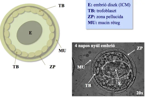 15. ábra: A négy napos nyúl blasztocisztákat mucin réteget  (MU) és zona pellucidát  (ZP)  veszi körül