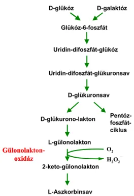 3. ábra. Az aszkorbinsav bioszintézise a C-vitamint előállítani képes állatok sejtjeiben