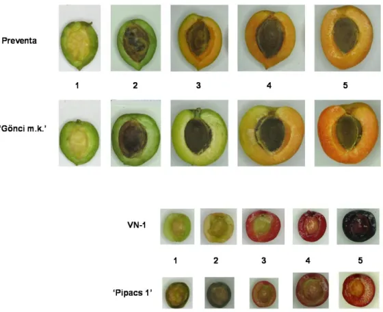 10. ábra. A kajszi (‘Gönci magyarkajszi’ és Preventa) illetve meggy (‘Pipacs 1’ és VN-1)  transzkriptomikai  vizsgálatához  felhasznált  gyümölcsök  érési  állapota