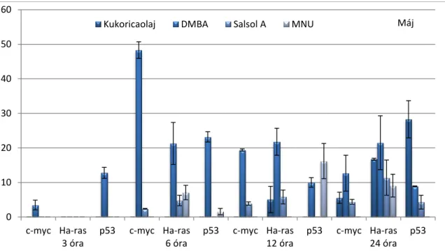 17. ábra: A c-myc, Ha- ras és p53 gének expressziós mintázata CBA/CA egér májban  3, 6, 12 és 24 órával a karcinogén kezelés után 