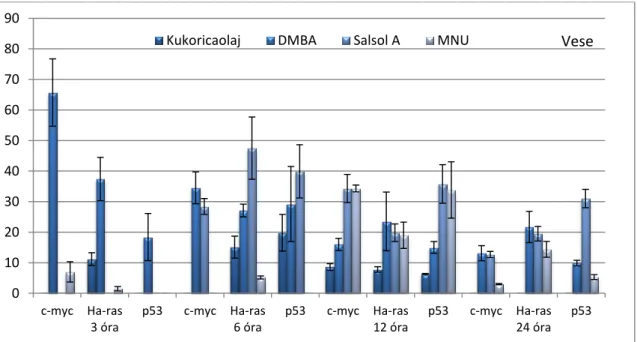 20. ábra: A c-myc, Ha- ras és p53 gének expressziós mintázata CBA/CA egér vesében  3, 6, 12 és 24 órával a karcinogén kezelés után 