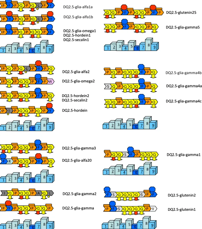 1. ábra. A coeliakiában DQ2-n keresztül bemutatott T limfocita epitópokat képező gliadin peptidek