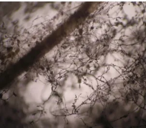 2. kép. Arbuszkuláris mikorrhiza gomba (G.intraradices) spóráinak Cu 2+  adszorpciója (200x)  (saját felvétel) 