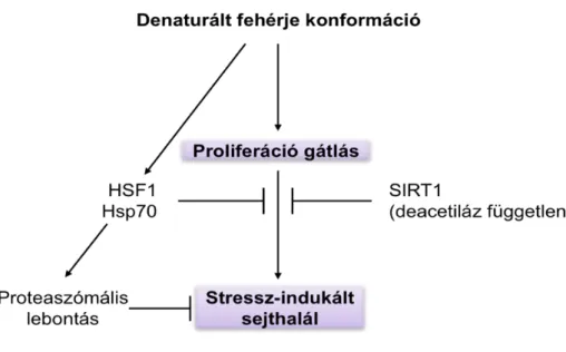 1. ábra   A denaturált fehérje konformáció celluláris hatásai 