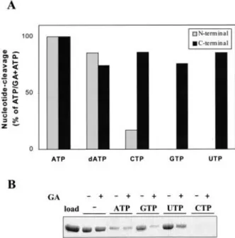 Fig. 3. Interactions of nonhydrolyzable nucleotides with Hsp90. Hsp90 was preincubated in the absence or presence of 36 l M GA,  aﬃnity-cleaved using2 m M ATP, 1 m M ATPcS,  adenyl-5¢-yl-imidodiphos-phate (AMP-PNP) or guanyl-5¢-yl-imidodiphosadenyl-5¢-yl-i