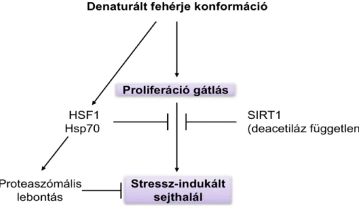 1. ábra   A denaturált fehérje konformáció celluláris hatásai 
