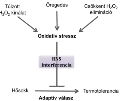 2. ábra   Az oxidatív stressz hatása a hősokkadaptációra 