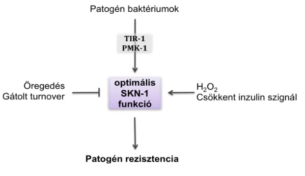 3. ábra   Az SKN-1 szerepe a patogén rezisztenciában 