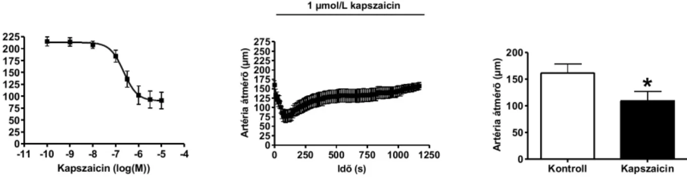 A kapszaicint a resiniferatoxin követte (83. ábra). A resiniferatoxin esetében nem kaptunk  semmilyen   kézzelfogható   érválaszt,   azonban   a   kezeléseket   követően   a   TRPV1   nem   volt  kapszaicinnel ingerelhető, teljes deszenzibilizáció volt meg