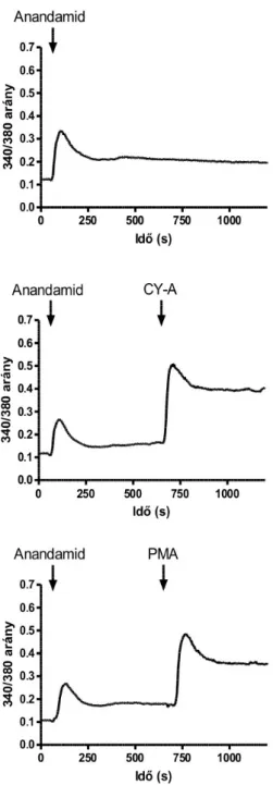Az anandamid erős deszenzibilizáló hatással rendelkezett (74. ábra, felső grafikon). Annak eldöntésére, hogy az  anandamid jelenlétében a deszenzibilizált receptor reszenzitizálható-e foszforilációhoz vezető stimulusok hatására a  CHO-TRPV1 sejteket a az a