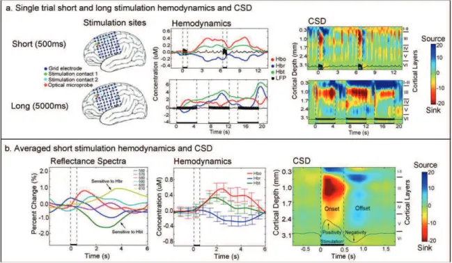 Fig. 6. Neural activity and hemodynamic changes recorded during cortical stimulation for functional mapping, in response to short (500 ms) and long (5000 ms) 50 Hz pulse trains