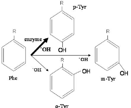 1. ábra A fenilalanin (Phe) konverziója orto-, meta- és para-tirozinná (o-, m-, p-Tyr)