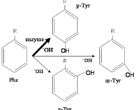 Figure  1.  Conversion  reactions  of  phenylalanine  (Phe)  to  ortho-,  meta-  and  para- para-tyrosine (o-, m- and p-Tyr)