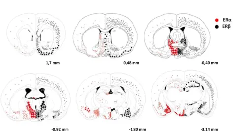 3. ábra Az ERα és az ERβ eloszlása rágcsálók agyában. A koronális metszetek  sematikus  reprezentációin  in  situ  immunhisztokémia  alapján  készült  ERα  és  ERβ mRNS receptoreloszlás látszik a patkány központi idegrendszerében (a kép  Shughrue  és  mtsa