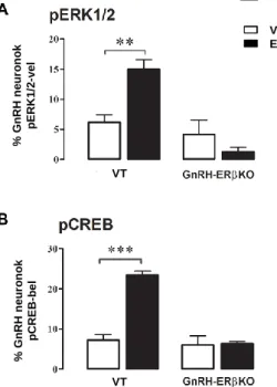 30. ábra Az E2 az ERβ-án keresztül foszforilálja  az  ERK1/2-t  és  a  CREB-et  a  GnRH  neuronban