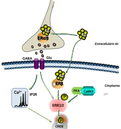 33. ábra A nem-klasszikus ösztrogén hatások lehetséges mechanizmusai a  cAMP response element binding protein (CREB) foszforilációt szabályozó   intracelluláris  jelátvivő  rendszereken  GnRH  neuronban