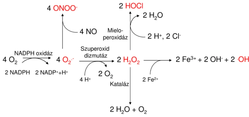 1. ábra  Reaktív oxigén és nitrogén származékok képz ő dése és metabolizmusa 