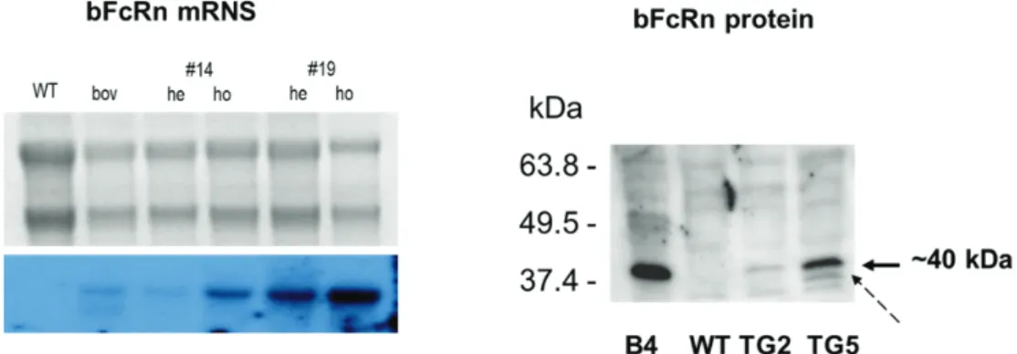 36. ábra – Transzgén kópiaszám függő bFcRn kifejeződés: a bFcRn -lánc expressziója  RNS (Northern blot) a #14 és #19 vonalak esetén, heterozigóta (hemizigóta; he) és  homozigóta (ho) állatok májszövetét elemezve; illetve fehérjeszintű detekciója (~40  kDa