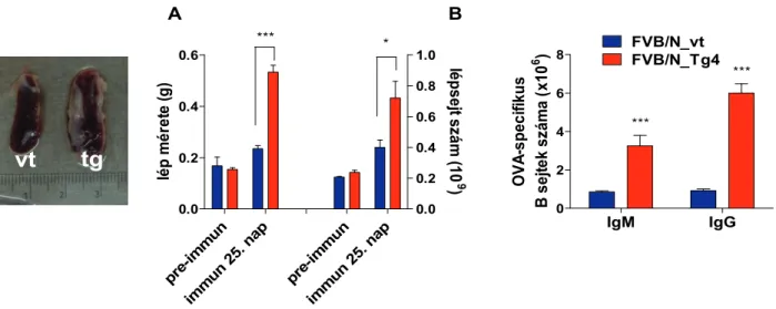 A Tg állatokban mért OVA-specifikus IgM molekulák nagyobb titere (44. ábra) arra utalt,  hogy a magasabb IgG szint kialakulása nem csak az FcRn IgG-védő hatásának köszönhető, hanem  egy, az egész humorális immunválaszt érintő hatásról lehet szó, nevezetese