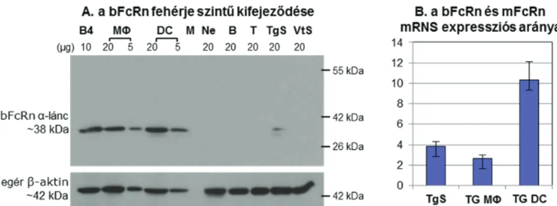 47. ábra – A. Western blot: a vizsgált immunsejt populációk közül a hasüregi makrofágok (MΦ), és  csontvelői eredetű dendritikus sejtek (DC) nagyon erősen kifejezik a bFcRn -láncot, míg a hasüregi  neutrofil granulocitákban (Ne), a lépből izolált B- és T-