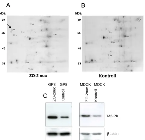 26. ábra. Megnövekedett M2-PK expresszió ZO-2nuc-kal transzfektált epitél- és endotélsejtekben  A  ZO-2-t  magban  expresszáló  (A)  és  vad  típusú  (B)  MDCK  sejtekből  készített  fehérje  preparátum  2D  elektroforézise (Coomasie festés)