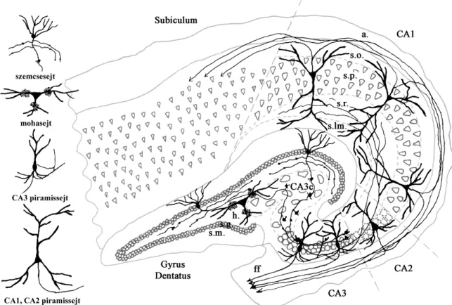 A hippocampus sejttípusait, alrégióit és főbb pályarendszereit az 1. ábra foglalja össze