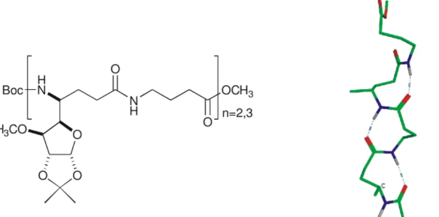 7. ábra Az  γ 4 -aminosavakból és GABA építıelemekbıl szintetizált alternáló láncok γ-H9 hélixe