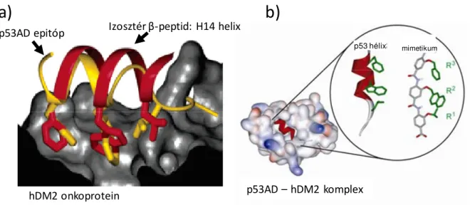 15. ábra. A p53-hDM2 kölcsönhatás gátlása β-peptid (a) és aromás oligoamid (b) hélix  mimetikumokkal