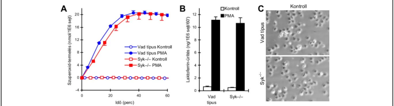 26. ábra: A Syk szerepének vizsgálata neutrofilek adherens aktivációjában egyéb stimulusok és integrin-ligand  felszínek jelenlétében