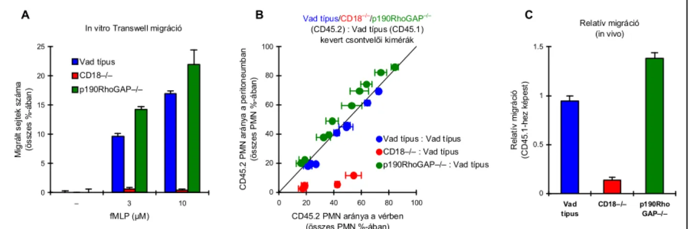 66. ábra: A CD18 és a p190RhoGAP szerepének vizsgálata neutrofilek sejtvándorlásában in vitro Transwell  assay-ben (A) és kevert kimérákban tioglikoláttal kiváltott in vivo steril peritonitis során  (B-C)