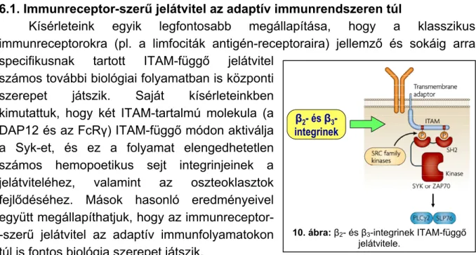 10. ábra: β 2 - és β 3 -integrinek ITAM-függő  jelátvitele. 